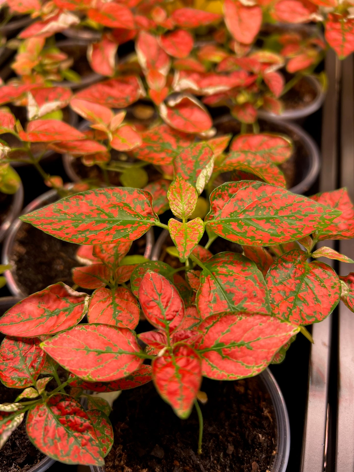 Red Polka Dot Plant